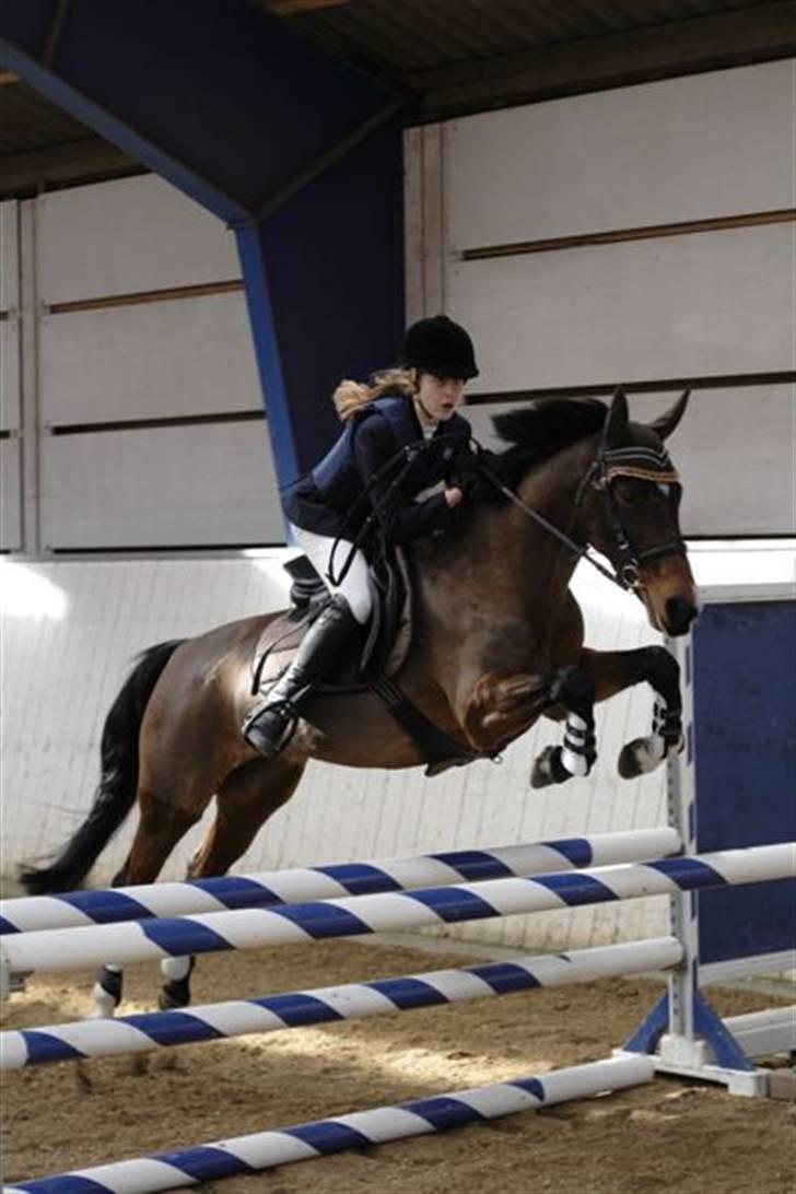 Anden særlig race Sally (solgt) - stævne på finstrup! billede 5