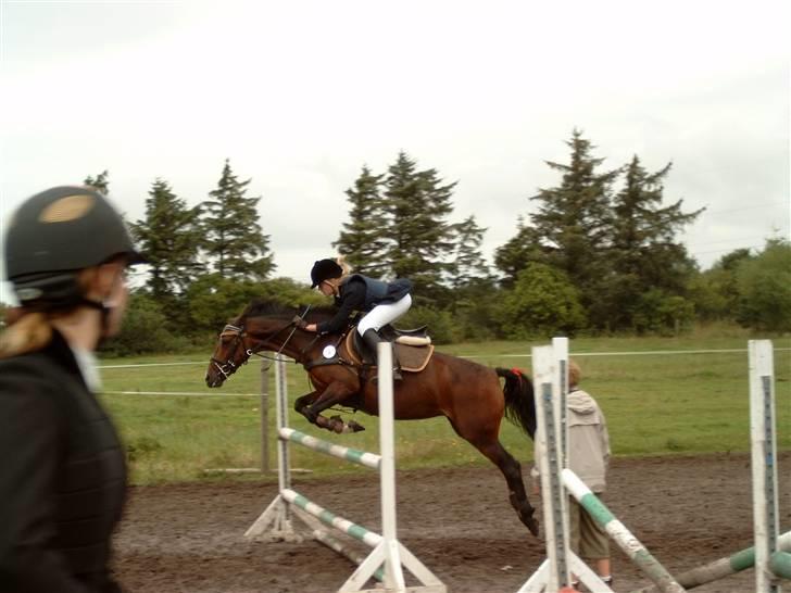 Anden særlig race Sally (solgt) - hun er klar til at komme på banen! billede 8