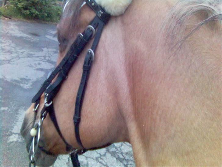 Anden særlig race Flicka R.I.P - Flicka<3<3<3<3<3 billede 1