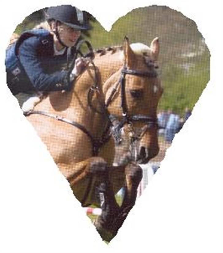 Anden særlig race Flicka R.I.P - Min Flicka på mors 2005, hvor vi vandt 2 klasser og blev nr 2 i en<33 billede 3