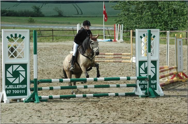 Anden særlig race Kikki - Til stævne d. 17 juni 2007  billede 5