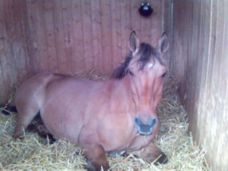 Anden særlig race Flicka R.I.P - du var jo  så sød vi aldrig glemme dig<33 billede 5