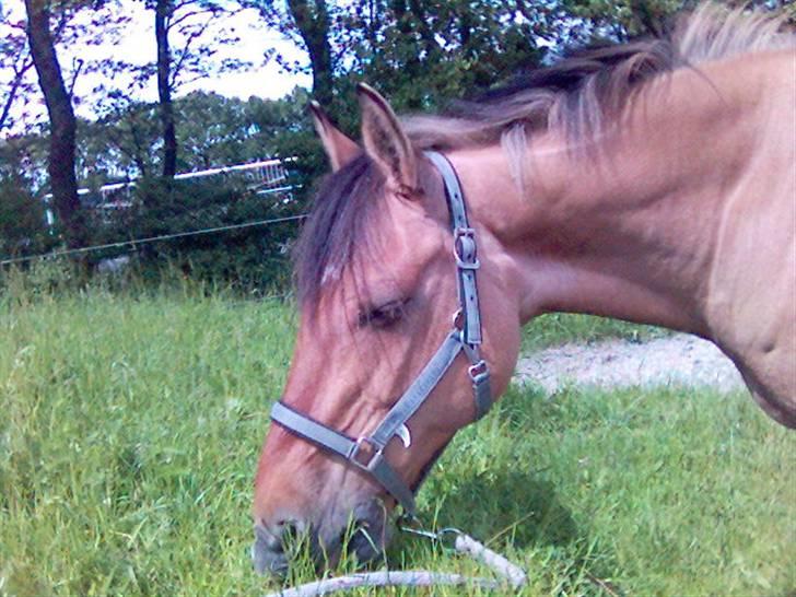 Anden særlig race Flicka R.I.P - man skal jo have noget at spise inden man kan gå ind fra fold<33 billede 6