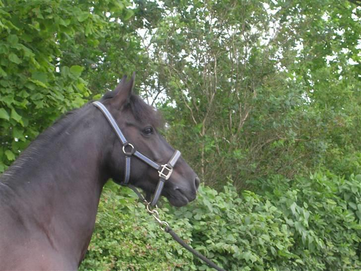 Welsh Pony af Cob-type (sec C) sorte R.I.P :'( :'(  - sorte som super model billede 11