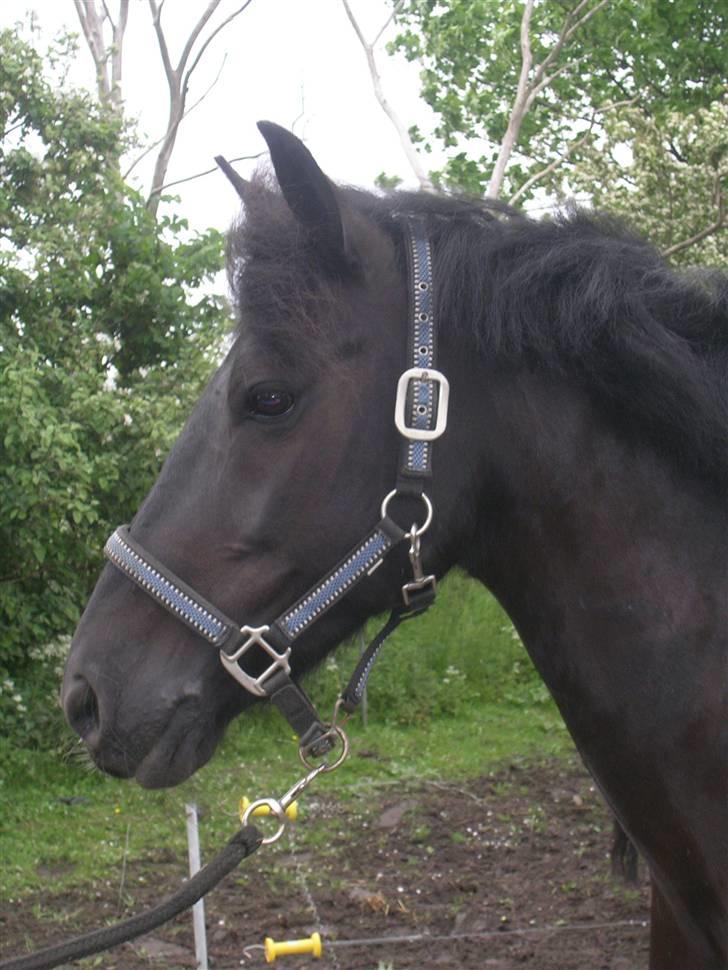 Welsh Pony af Cob-type (sec C) sorte R.I.P :'( :'(  - sorte med ulet hår billede 13