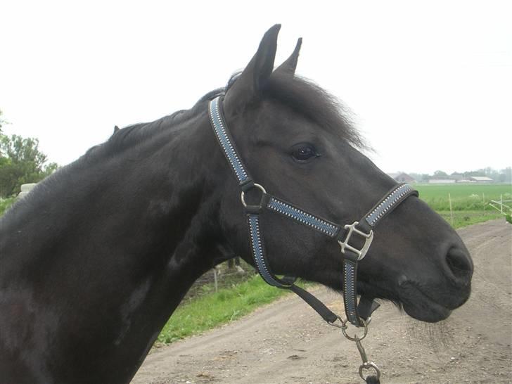 Welsh Pony af Cob-type (sec C) sorte R.I.P :'( :'(  - sorte har fået øje på noget godt billede 15