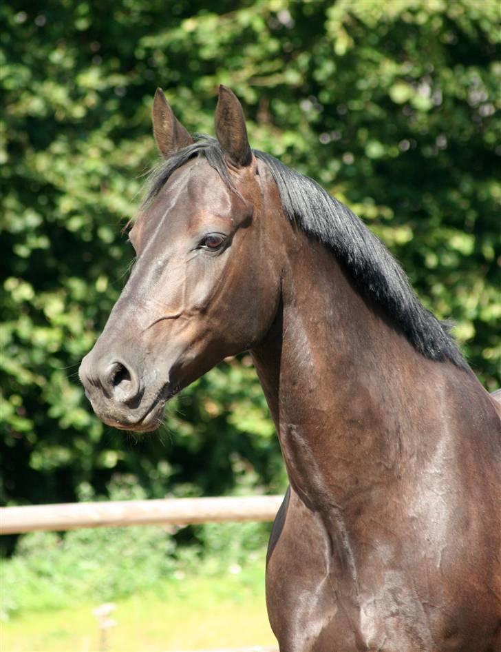 Oldenborg Jolly Jumper - Min bedste ven   <3 billede 1