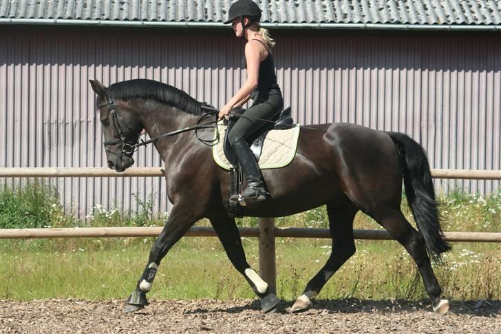 Oldenborg Jolly Jumper - Træning hjemme.. August 2007.. billede 2