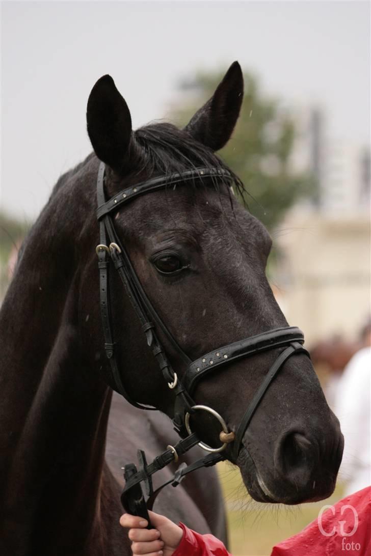 Oldenborg Jolly Jumper - Husk på at du har hesten for din fornøjelses skyld, men er du en fornøjelse for den?  billede 6