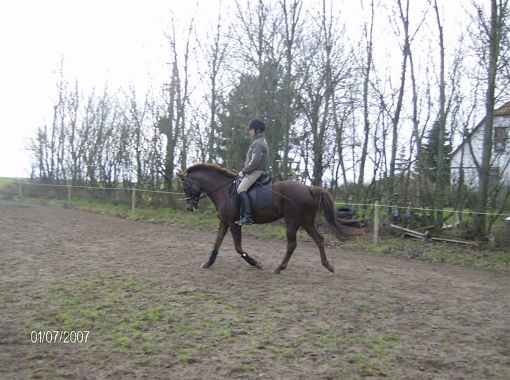 Tysk Sportspony Happy Hour ??250291-010714?? billede 13