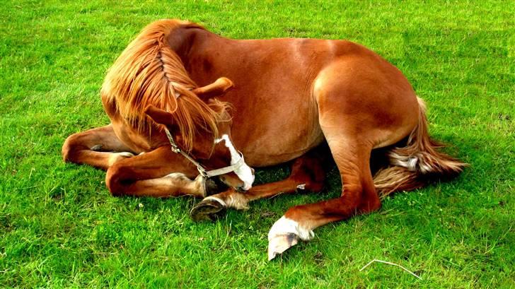 Frederiksborg <3 Chabli <3  - 29-05-08 billede 13