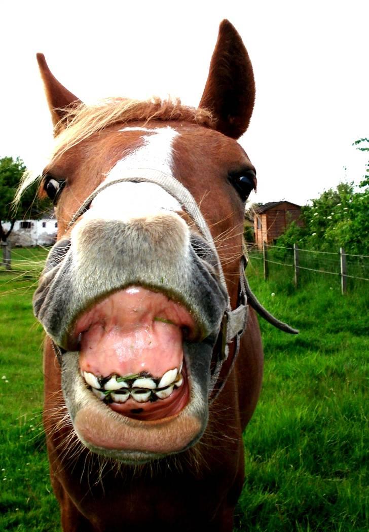 Frederiksborg <3 Chabli <3  - 29-05-08 billede 14