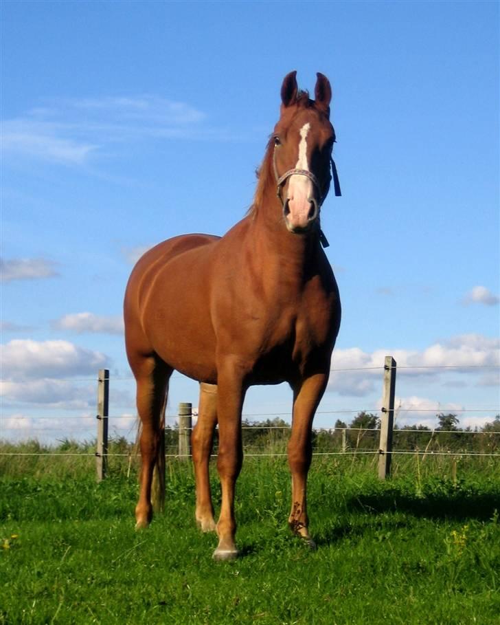 Frederiksborg <3 Melissa <3 - 13-09-08 billede 12