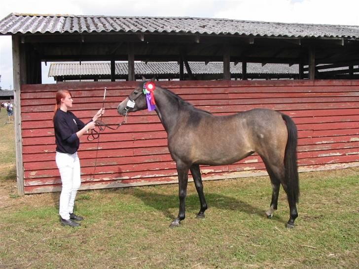 Arabisk fuldblod (OX) Gantrup fresiah ox - Dyrskue 2007 billede 14