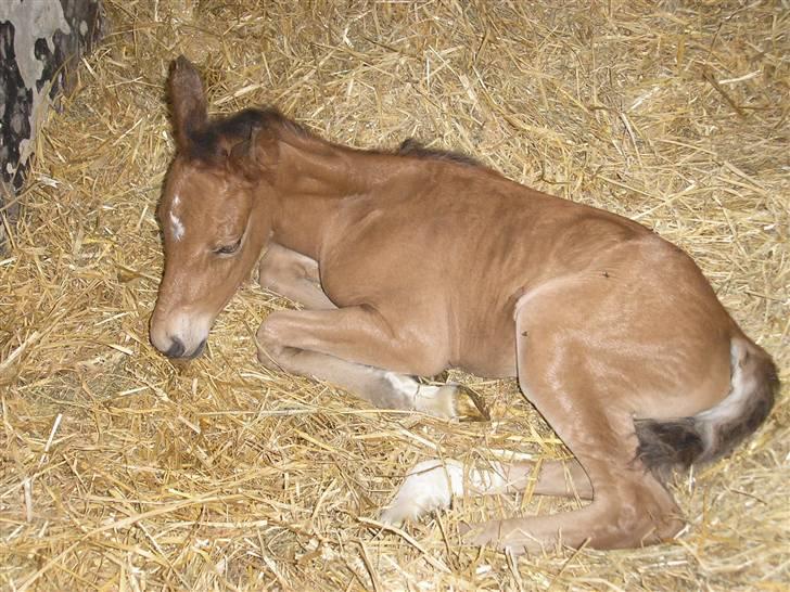 Anden særlig race Sperlings Amber - Søvnige Amber billede 1