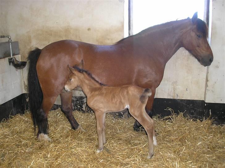 Anden særlig race Sperlings Amber - Mig og min mor, Tøsen billede 2