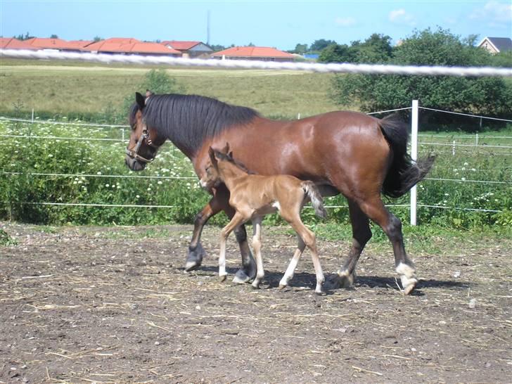 Anden særlig race Sperlings Amber - Mig og min mor på en lille hyggelig gåtur rundt på jord-folden... billede 3