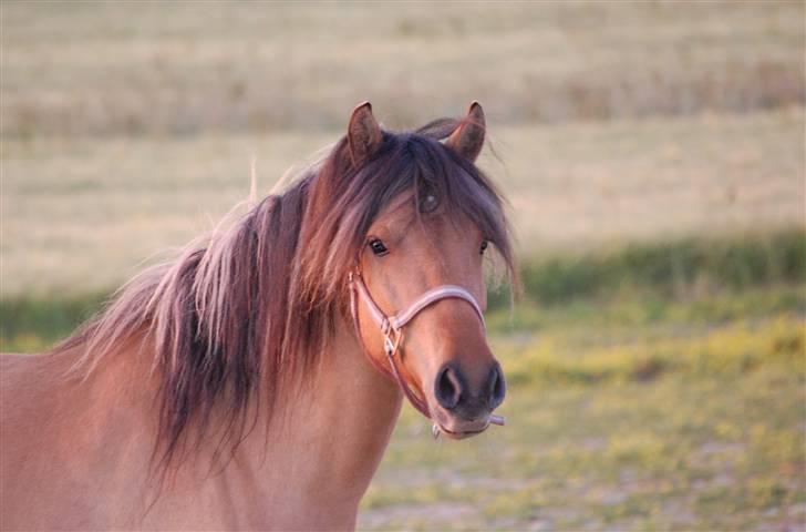 Anden særlig race Mia Bella billede 1