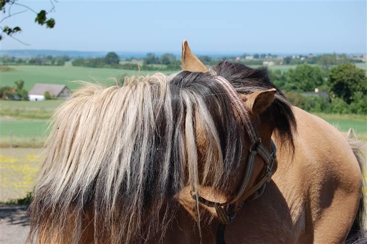 Anden særlig race Mia Bella billede 2