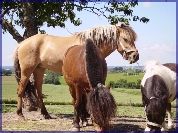 Anden særlig race Mia Bella billede 3