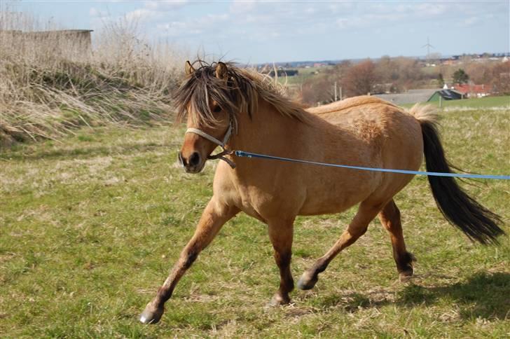 Anden særlig race Mia Bella - 16. april 2010 billede 4