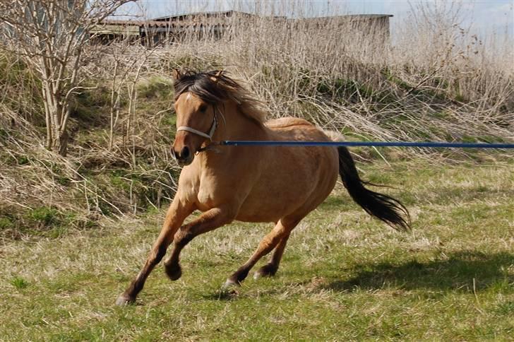 Anden særlig race Mia Bella - 16. april 2010 billede 5