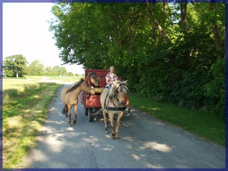 Anden særlig race Mia Bella billede 6