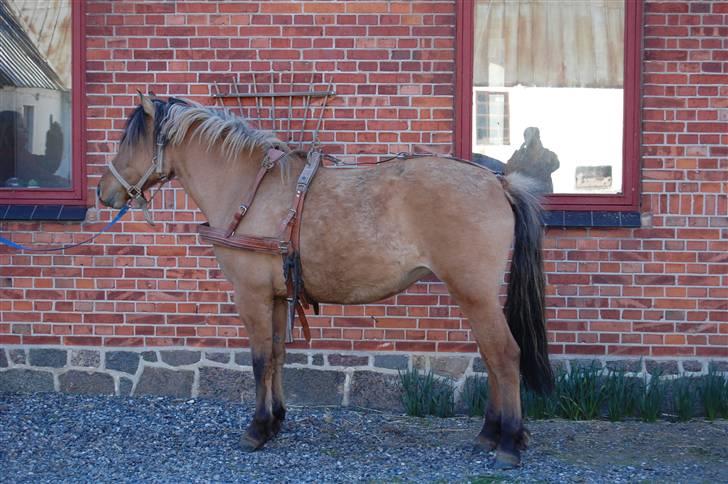 Anden særlig race Mia Bella - 14. april 2010 Bella foran stuehuset billede 7
