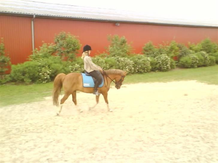 Anden særlig race Jonas (SOLGT) - Det går  jo stille og rolig billede 5