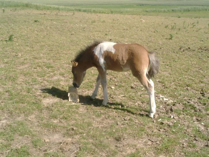 Shetlænder bianca /R.I.P billede 14