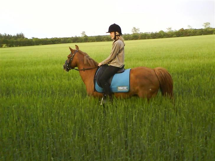 Anden særlig race Jonas (SOLGT) - En frisk tur på markerne billede 12