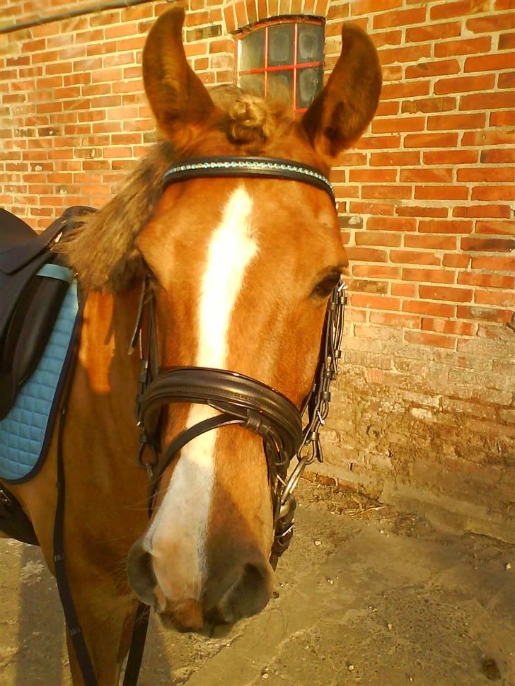 Anden særlig race Jonas (SOLGT) - ja her er jo den smukke jonas billede 13