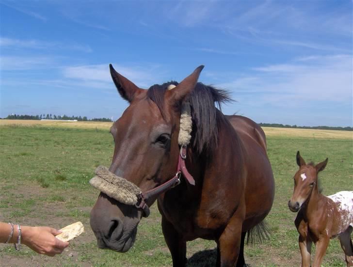 Anden særlig race Pernille*DØD* - mad, mad, mad<3 hun elskede bare mad<3 billede 16