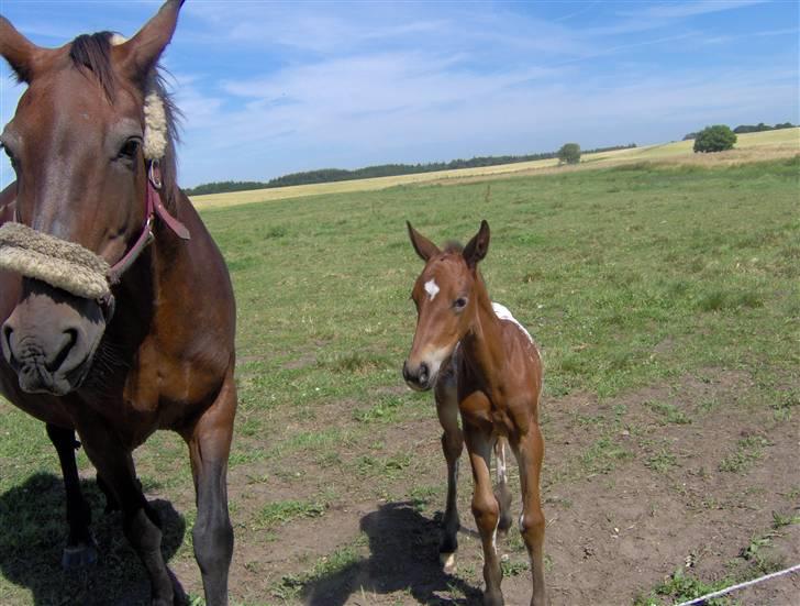 Anden særlig race Pernille*DØD* - lille tøs elsker dig<3 billede 17