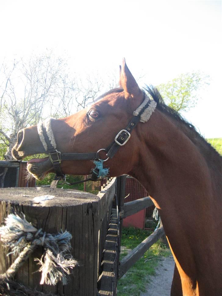 Arabisk fuldblod (OX) Ipaya solgt - Ipaya kalder på de heste hun kan se inde i ridehuset billede 7