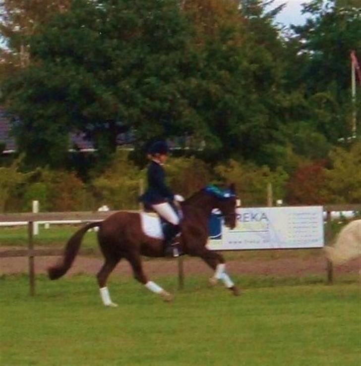 Anden særlig race Fabian - mesterskab distrikt 12 08 billede 8