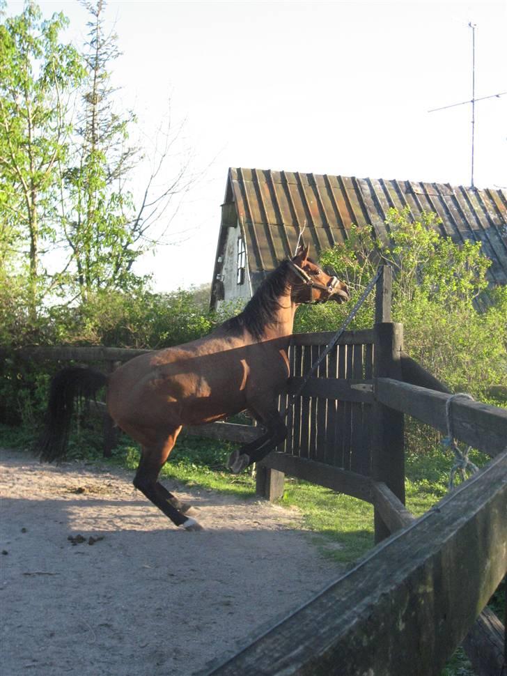 Arabisk fuldblod (OX) Ipaya solgt - hun kigger lige over for at se om de andre er der i nu :P billede 8