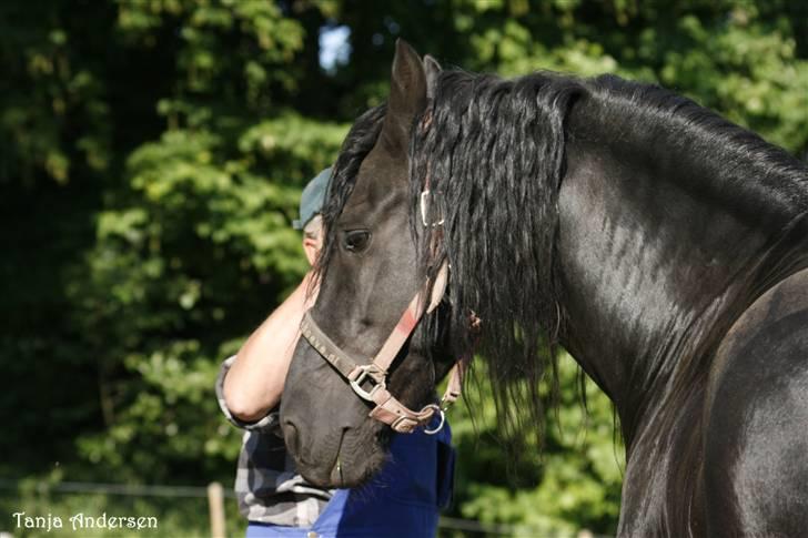 Frieser Wander - Solgt! - Wander med sin nye "far" ;o) 31/5-2009 billede 14