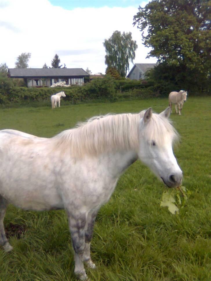 Anden særlig race Gimli - Uuu en græn ! løøkkert xD Den er vist med... hmm.. PEBERMYNT! (Fotograf: Fimse <3 Tak ) billede 14