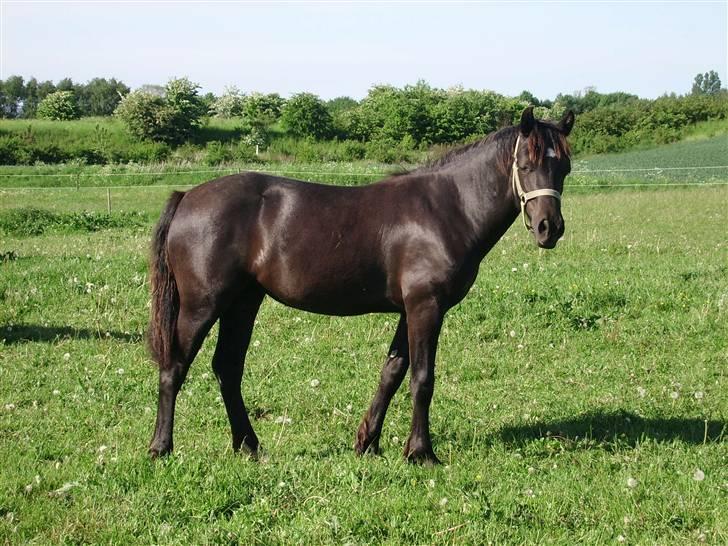 Welsh Cob (sec D) Haymos Dream of Mayflower (solgt) billede 17