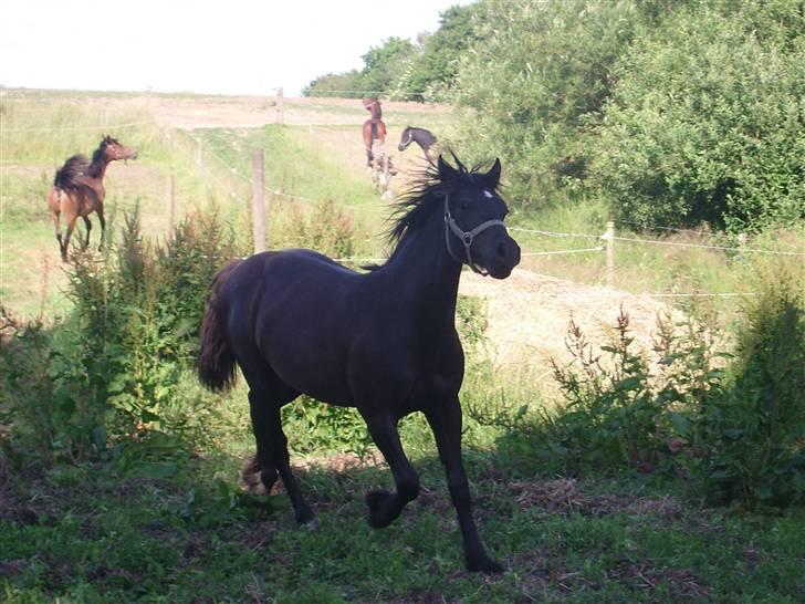 Welsh Cob (sec D) Haymos Dream of Mayflower (solgt) billede 18