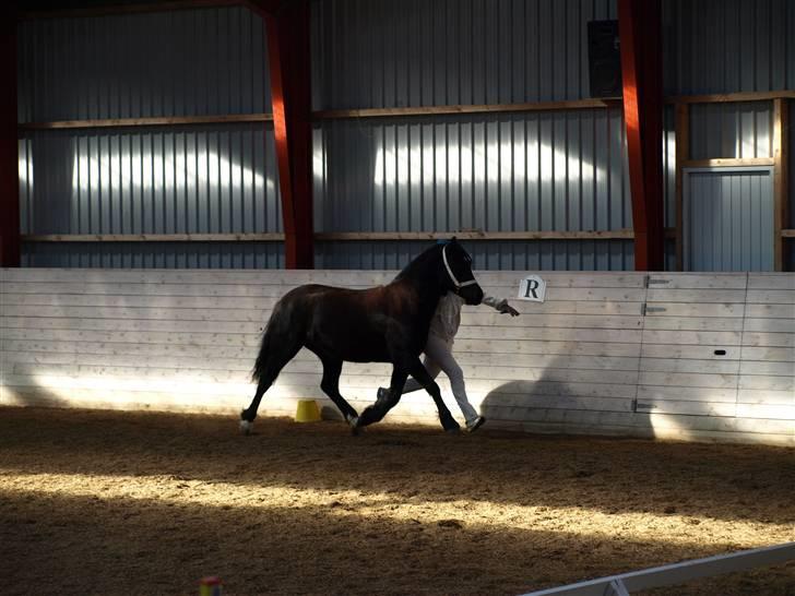 Welsh Cob (sec D) Haymos Dream of Mayflower (solgt) - Joey til M&M show d. 6/3-10, nr. 1/3 billede 19