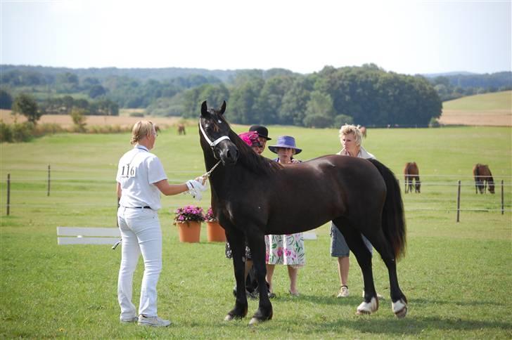 Welsh Cob (sec D) Haymos Dream of Mayflower (solgt) - Joey til kåring d. 1/8-09, kåret i 2.kl. A billede 20