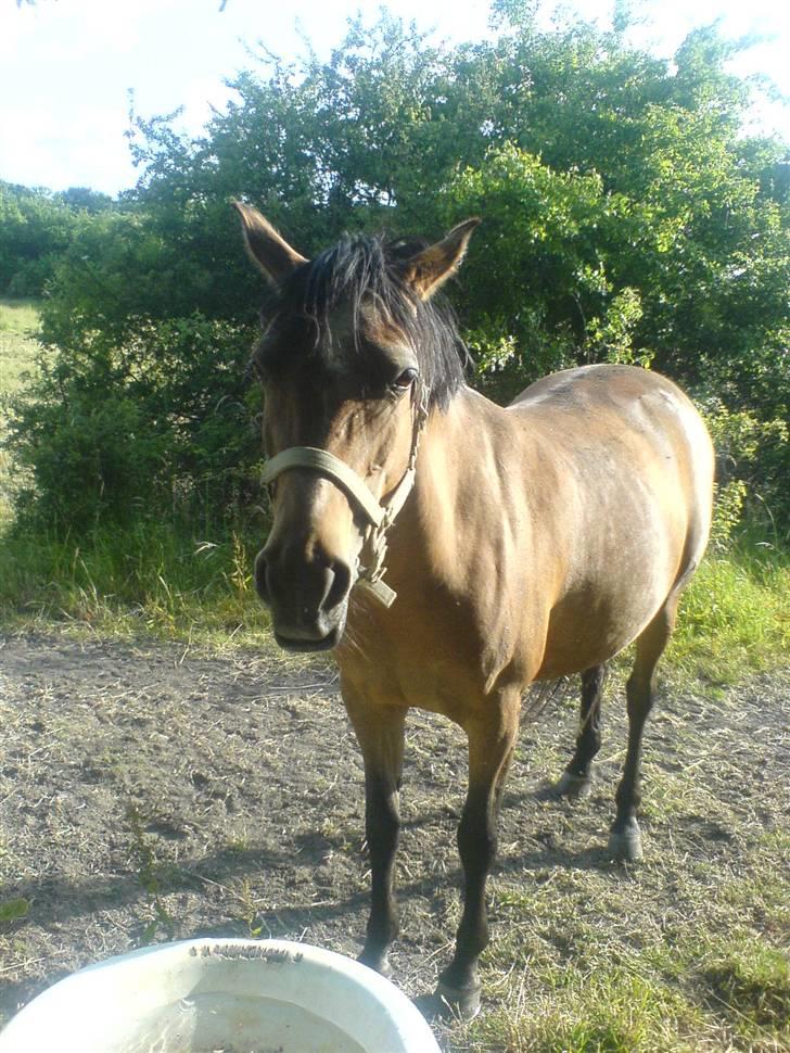 Anden særlig race Lucky - Sommer 2008 - Det er så varmt! :p billede 9