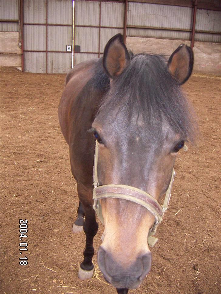 DSP Stendalens Malero - død:( - Åhh min bette pony , savner godt nok og få mig nogle ture med dig . bar´ kunne strigle dig og så sadle op og ud og ride , Og det jeg savner aller mest er at springe dig , det er så skønt når man kan mærke du elsker det så meget .  billede 16