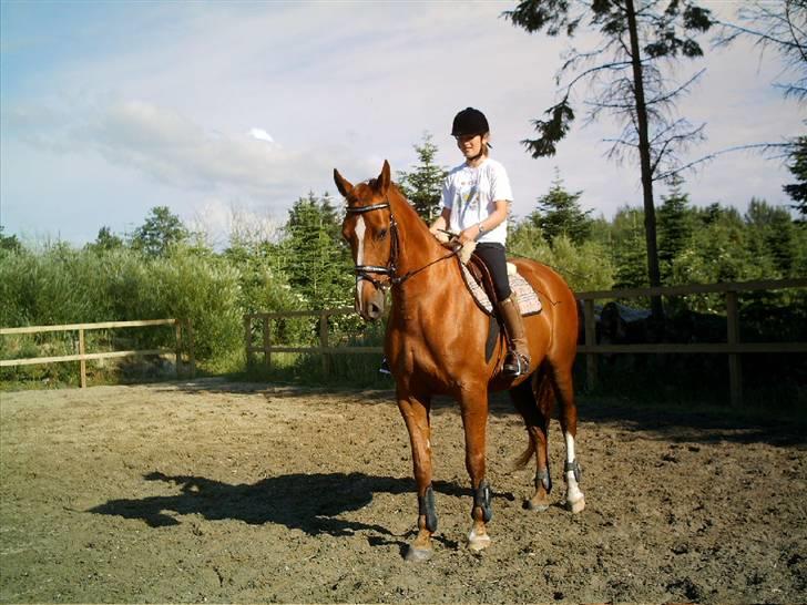 Dansk Varmblod Pennsylvania - Malene rider dressur på Penne.. billede 8
