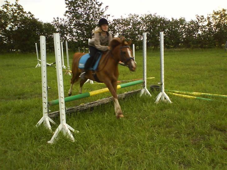 Anden særlig race Jonas (SOLGT) - Uhh lækkert billede 14