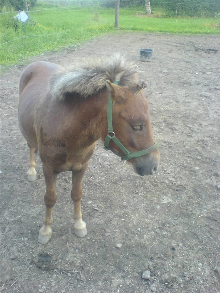 Shetlænder Mikkel billede 6