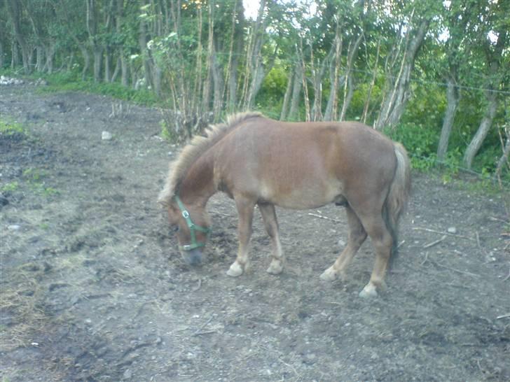 Shetlænder Mikkel billede 7