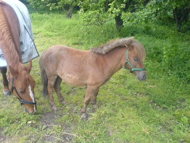 Shetlænder Mikkel billede 8